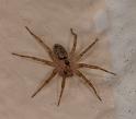 Oecobius_annulipes_D3218_Z_88_Valle Gran Rey_Spanje